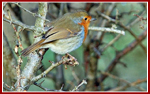 Robin